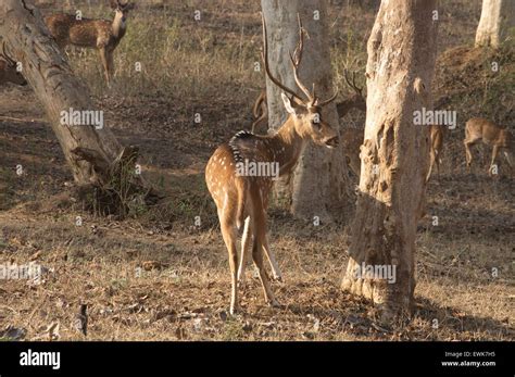 Indian Male Spotted Deer Stock Photo Alamy