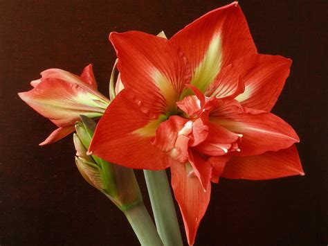 K K Amaryllis Closeup Black Background Red Hd Wallpaper Rare