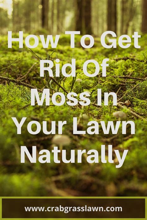 How To Get Rid Of Moss Natrually Lawn Care Tips Lawn Care Diy Lawn Care