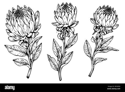 Elegant Protea Flower Hand Drawn Ink Sketch Engraving Style Vector