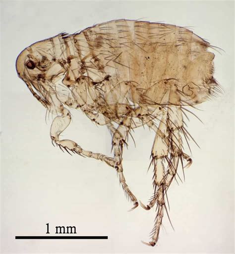 Bubonic Plague Flea