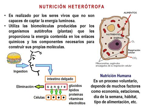 Biología Didáctica Nsc 4° Nutrición Heterótrofa