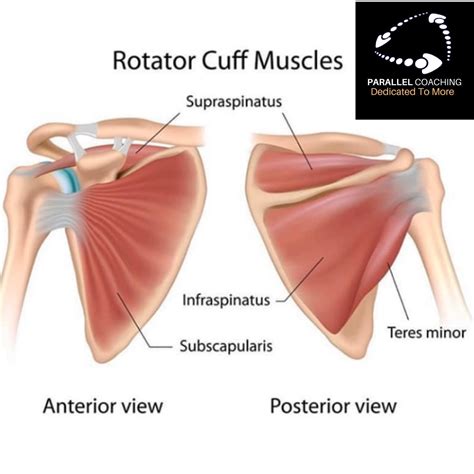 What Are The Rotator Cuff Muscles Parallel Coaching News