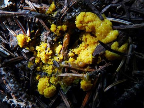 Yellow Slime Mold In Bathroom The Rich Treats Come In Several Ways Such As Ready To Eat