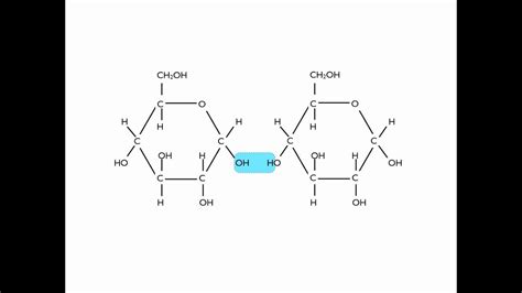 Maltose Hydrolysis Mechanism