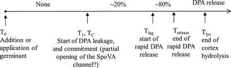 Temporal Sequence Of Events In Germination Of A Single Bacillus Spore