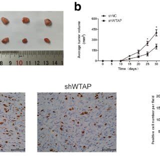 Wtap Promotes Tumorigenesis In Vivo A Subcutaneous Tumor Model Of Achn