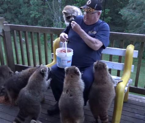 The Raccoon Whisperer Has been Taking Care Of Raccoons for 25 years