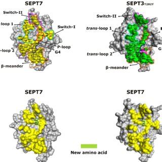 Superposition Of G Interface Heterodimers The SEPT2 SEPT11 Dimer Is