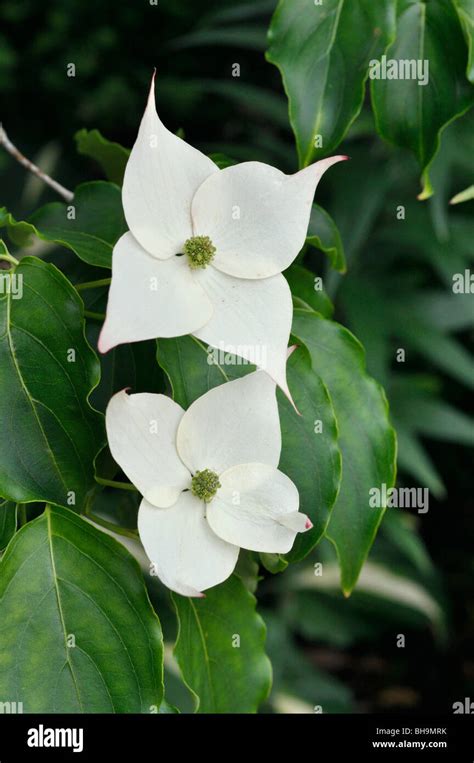 Japanese Dogwood Cornus Kousa Milky Way Stock Photo Alamy