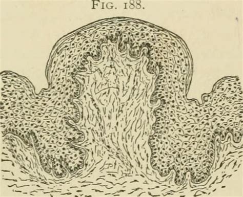 Image From Page 167 Of Text Book Of Normal Histology Inc Flickr