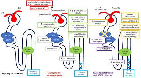 Frontiers Effects Of SGLT2 Inhibitors And GLP 1 Receptor Agonists On