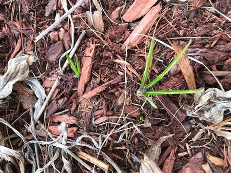Is April the cruelest month? | Aunt Dot's Place