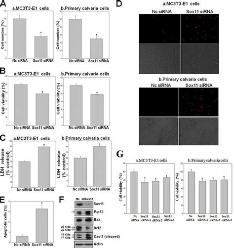 The Effect Of Sox11 Knockdown On Cell Number Proliferation Cell