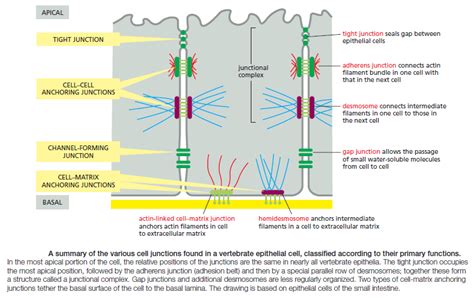 Cell Junctions And The Extracellular Matrix