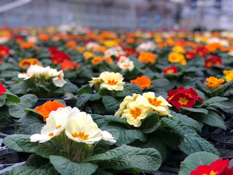 Primrose And Polyanthus Aylett Nurseries Visit Ayletts Garden Centre