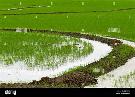 Flooded Field Of Rice Seedlings Flooding Seedling Rice Helps To