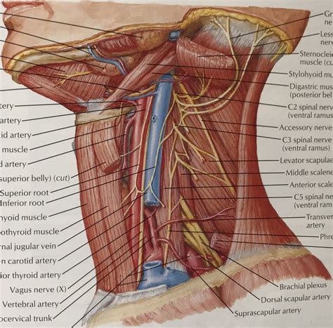 Lateral Neck Cervical Plexus Diagram Quizlet