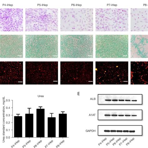 Undifferentiated Huc Mscs With Certain Liver Functions A Glycogen