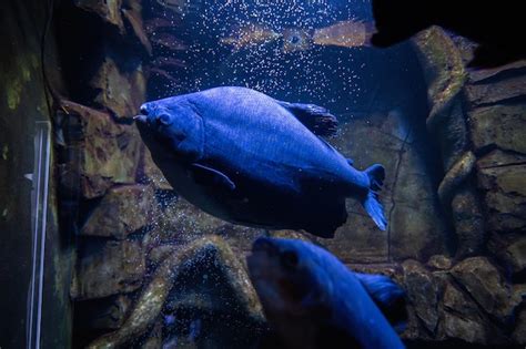 O Peixe Piranha Azul Nada No Aqu Rio Foto Premium