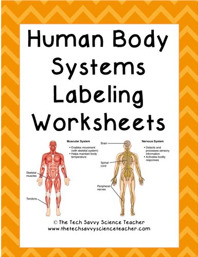 Human Body System Labeling Worksheets Teaching Resources