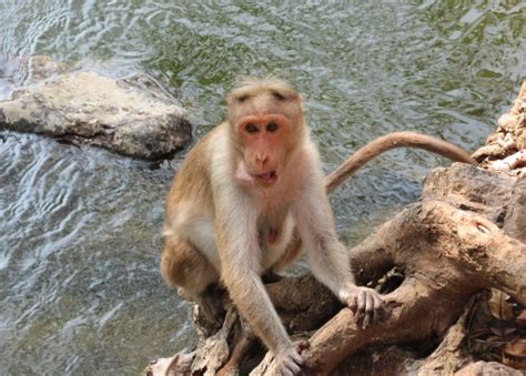 Escaped monkey returns to Highland Wildlife Park after five-day adventure