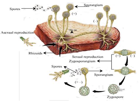 Rhizopus Life Cycle Diagram