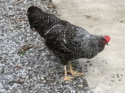 How To Protect Backyard Chickens From Predators Tom Seest