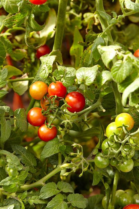 4 Best Types Of Tomatoes To Grow For Your Favorite Recipes