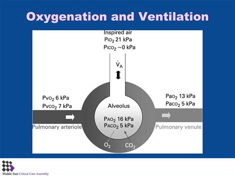 PPT - Alveolar Gas Equation PowerPoint Presentation, free download - ID ...