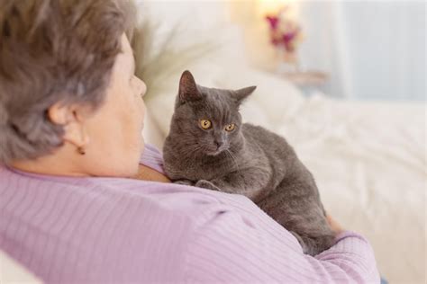 Idosos Cuidam De Gatos E Se Divertem Em Casa Foto Premium