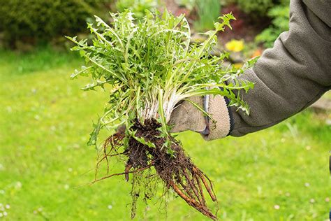 How To Get Rid Of Dandelions Permanently Do It Best