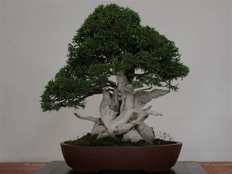 The History Of Bonsai Bimer Bonsai Club