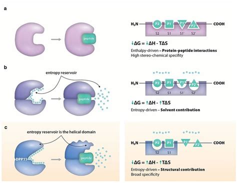 Dpp Conformational Entropy In Peptide Binding This Cartoon