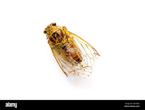 Dried Cicada Isolated On A White Background Stock Photo Alamy