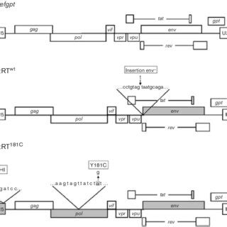 Schematic Representations Of HIVbased Constructs The Proviral Clones