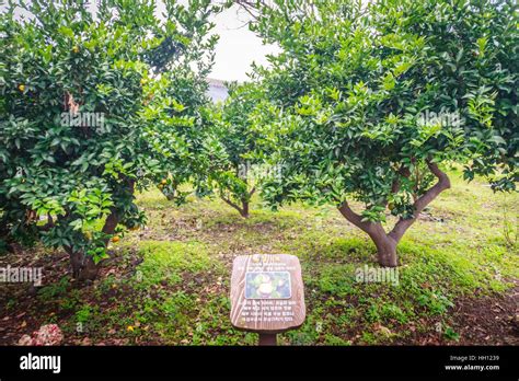 Tangerine orange farm in Jeju island, South Korea Stock Photo - Alamy