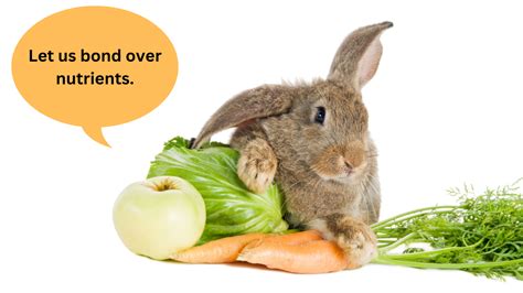 The Top 20 Human Foods Rabbits Can Eat Small Pet Select Blogs Small