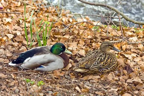 Mallard Duck Facts - Mallard duck - Birds Flight