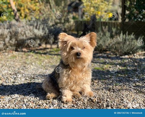 Yorkshire Terrier Dog Sitting In A Gravel In Sunlight Stock Photo