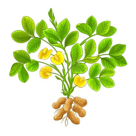 Peanut Plant Colored Detailed Illustration Stock Vector Illustration