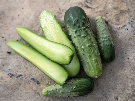 Chicago Pickling Cucumber Beyond Organic Seeds