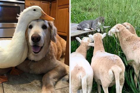 Unlikely Animal Friendships That Are 100% Cute And 200% Wholesome