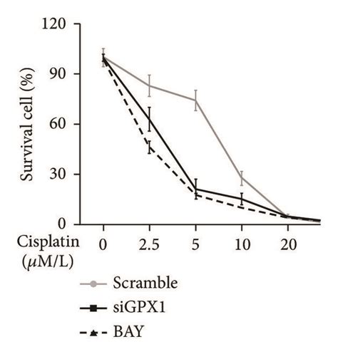 Bay A Nf B Inhibitor Downregulated Intracellular Ros And