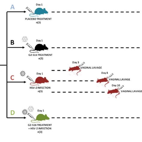 Schematic Representation Of Experimental Design And Samples Four Mice