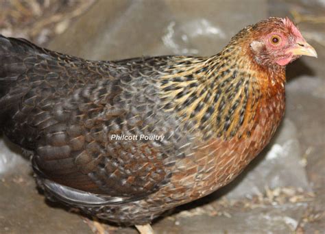 Welbar Chickens | Welbar For Sale