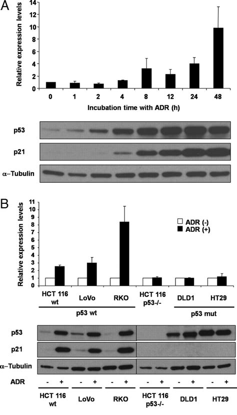 Tumor Suppressive Mir 34a Induces Senescence Like Growth Arrest Through