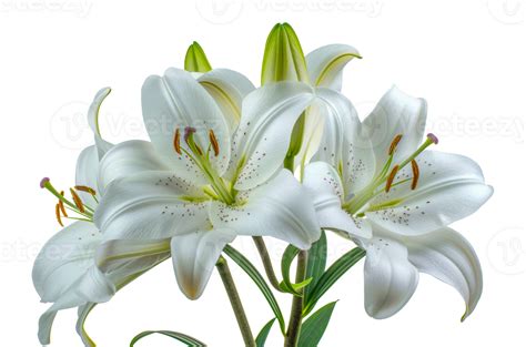 White Lily Flowers Cut Out Stock 45911850 Png