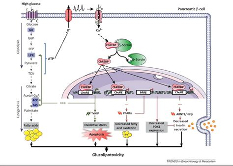 Novel Insights Into ChREBP Regulation And Function Trends In