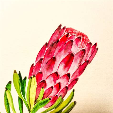 Watercolor Protea. Floral Watercolor Painting Colorful | Etsy